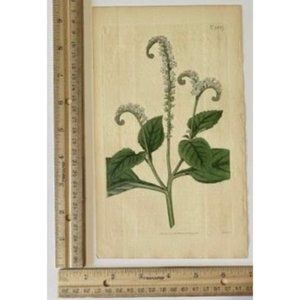 Indian Turnsole or Heliotrope - Curtis's Botanical Mag. 1815 / 1816 Print #1837